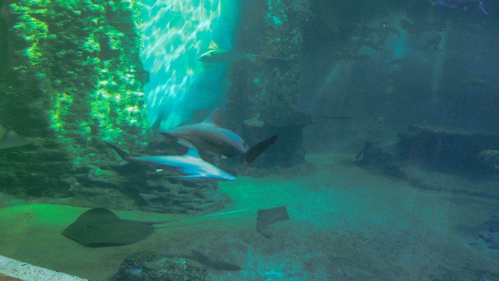 Wycieczka grup starszych „Motyli” i „Smerfów” do Zoo we Wrocławiu